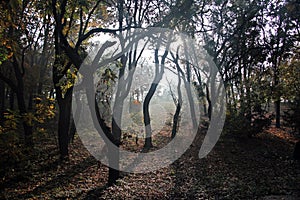 Twisted dark trees in the forest. Spooky forest. Shadows