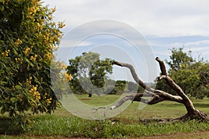 Twisted tree trunk photo