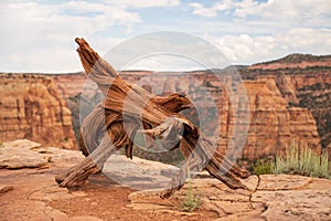 Twisted Dead treee on top of a mesa in Colorado National Monument