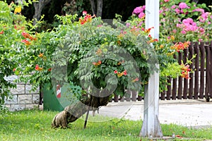 Twisted decorative tree like old Trumpet vine or Campsis radicans flowering woody vine plant with open orange to red flowers