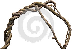 Twisted dried Liana jungle vine. isolated on white background. Clipping path Include