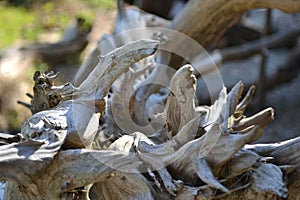 Twisted driftwood