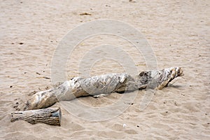 Twisted driftwood tree on sand