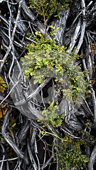 Twisted Dry Branches of an Old Tree