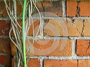 Twisted dry branches of the vine from the side against the orange-red brick wall