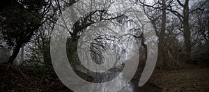 Twisted, eerie trees in forest