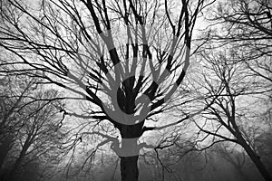 Twisted, eerie trees in forest