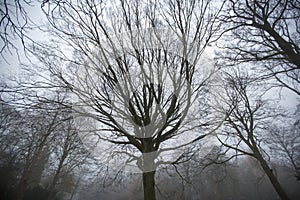 Twisted, eerie trees in forest