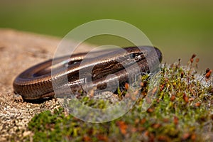 Twisted European copper skink, ablepharus kitaibeli, hiding in nature