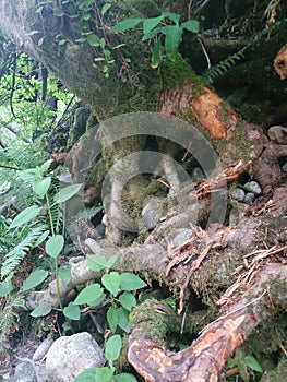 Twisted Exposed Tree Roots Background Forest