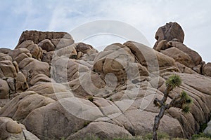 Twisted Giant Rocks and a Joshua Tree