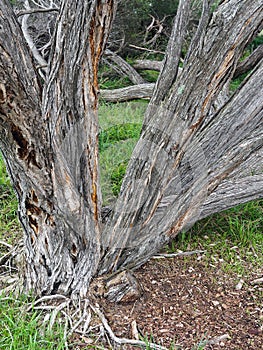 Twisted and Gnarled Australian Native Trees