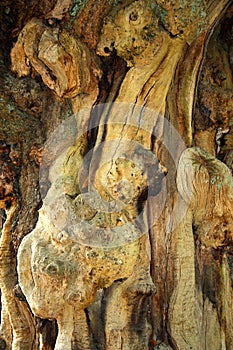 Twisted and gnarled bark of old tree