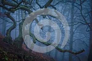 A Twisted and Gnarled oak on a hill in a foggy forest