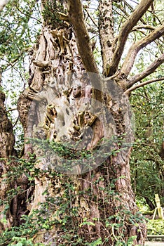 Twisted and gnarled tree in grounds of St Marys, Nether Alderley Parish Church in Cheshire photo