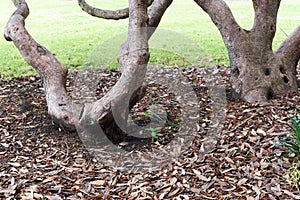 Twisted gnarled tree trunks in a bed of dried leaves