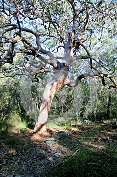 Twisted gnarly eucalyptus tree in the forest