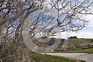 Twisted gnarly leafless trees with a sidewalk behind it and a large mansion on a hill in the distance              near