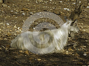 A twisted horns goat lazily rests in the shadow, in the Valley of the Temples in Agrigento,Sicily ,Sicily photo