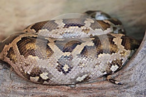 Twisted indian python