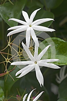 Twisted jasmine flowers photo