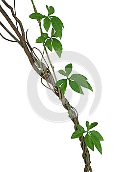 Twisted jungle vines with green leaves of wild morning glory liana plant isolated on white background, clipping path included.