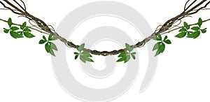 Twisted jungle vines with green leaves of wild morning glory liana plant isolated on white background, clipping path included. photo