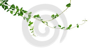 Twisted jungle vines liana climbing plant with heart shaped green leaves hanging, nature frame layout isolated on white background