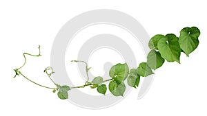 Twisted jungle vines liana plant Cowslip creeper vine Telosma cordata with heart shaped green leaves and flowers isolated on photo