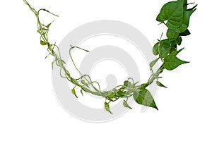 Twisted jungle vines liana plant with heart shaped green leaves isolated on white background, clipping path included