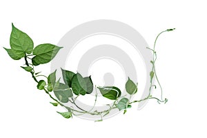 Twisted jungle vines liana plant with heart shaped green leaves isolated on white background, clipping path included