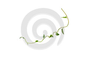 Twisted jungle vines liana plant with heart shaped green leaves isolated on white background, clipping path included.