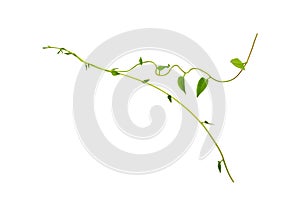 Twisted jungle vines liana plant with heart shaped green leaves isolated on white background, clipping path included.