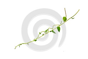 Twisted jungle vines liana plant with heart shaped green leaves isolated on white background, clipping path included.