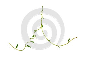 Twisted jungle vines liana plant with heart shaped green leaves isolated on white background, clipping path included.