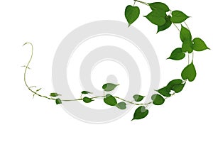 Twisted jungle vines liana plant with heart shaped green leaves nature frame layout isolated on white background, clipping path