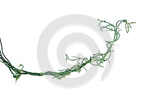 Twisted jungle vines liana plant with heart shaped young green leaves isolated on white background, clipping path included