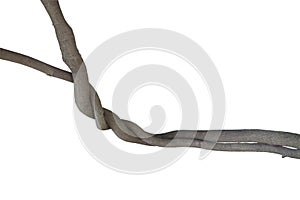 Twisted jungle vines, tree branches isolated on white background