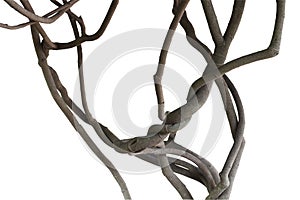 Twisted jungle vines, tree branches isolated on white background