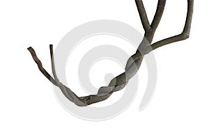 Twisted jungle vines, tree branches isolated on white background