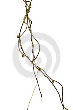 Twisted jungle vines, tropical rainforest liana plant isolated on white background, clipping path included