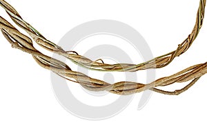 Twisted jungle vines, tropical rainforest liana plant isolated on whithe background with clipping path