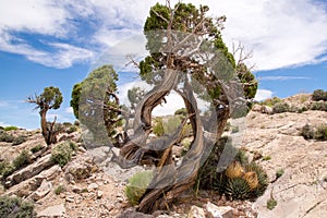 Twisted Juniper Tree