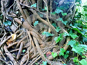 Twisted and knotted tree roots