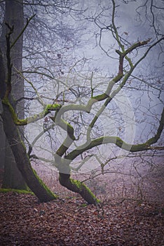 Twisted knurled tree in early morning forest with mist
