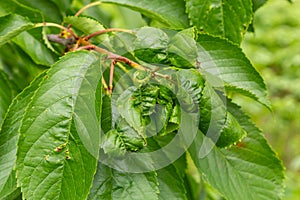 Twisted leaves of cherry. Cherry branch with wrinkled leaves affected by black aphid. Aphids, Aphis schneideri, severe