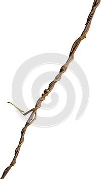 Twisted liana, Vine isolated on white background. Clipping path