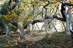 Twisted oaks in autumn