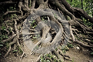 Twisted old tree roots photo