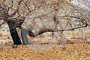 Twisted old trees with autumn leaves